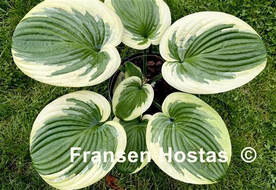 Hosta Cuyahoga